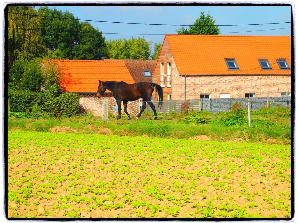 Archipel Holiday Cottage Ellezelles ห้อง รูปภาพ